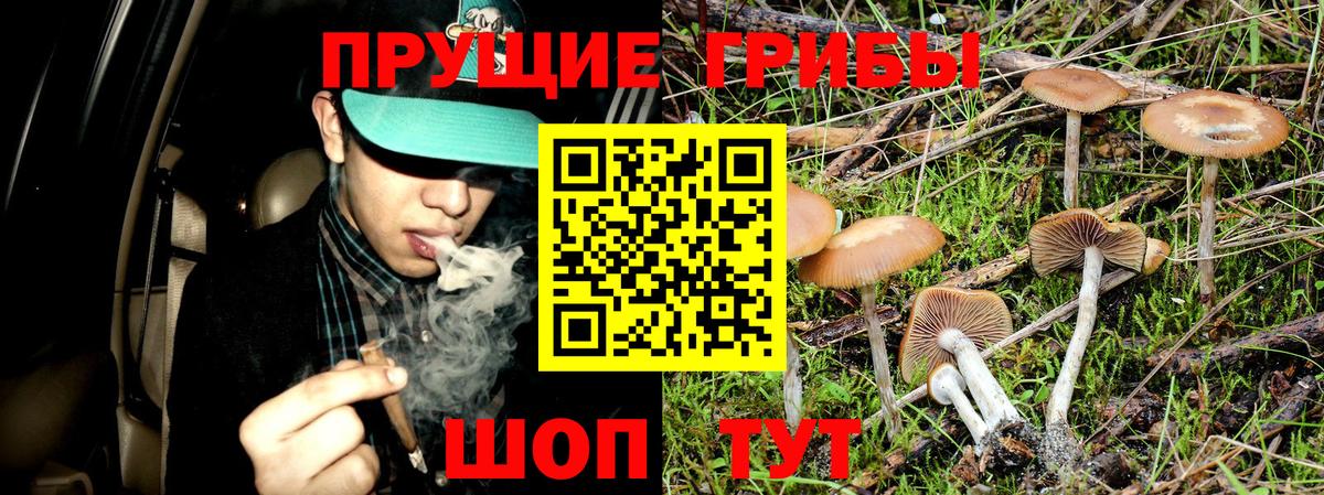 Алейск  Галлюциногенные грибы прущие грибы  Вход с VPN 